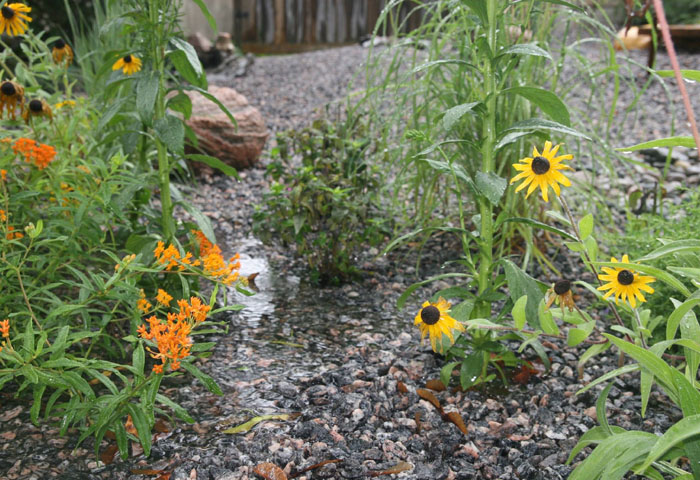 Rain Gardens